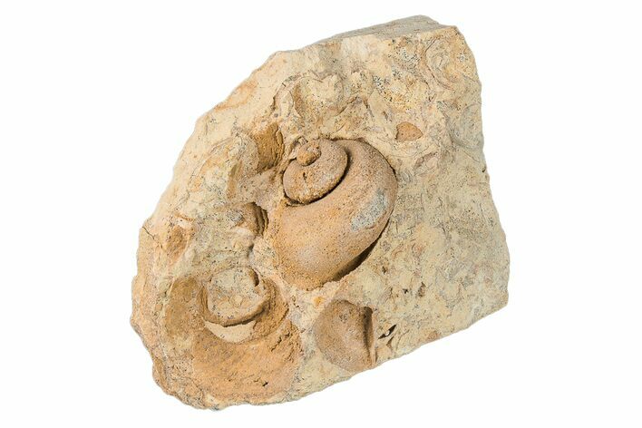 1.2" Ordovician Gastropod (Trochonema) Fossil - Wisconsin